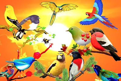 Oiseaux