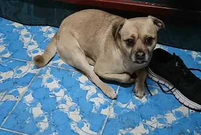 Perro