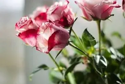 flores jigsaw puzzle