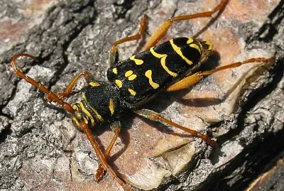 Plagionotus arcuatus