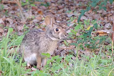 Sylvilagus acquaticus