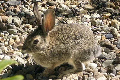 Sylvilagus audubonii