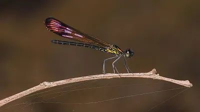 Heliocypha bisignata