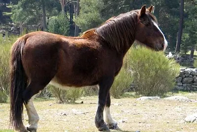 Ispano breton jigsaw puzzle