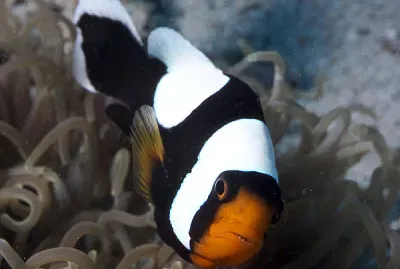 Pagliaccio panda
