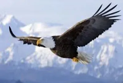 majestad