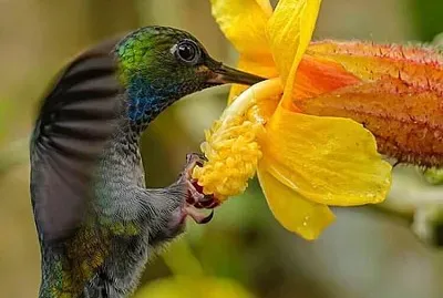 flores