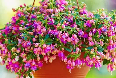 flores