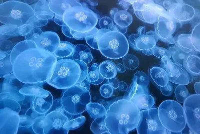 Jellyfish
