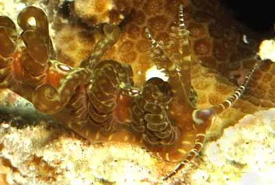 Limenandra fusiformis