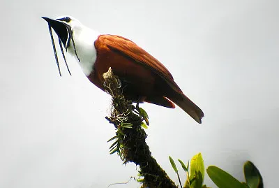 Campanaro dalle tre caruncole