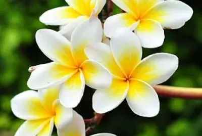 Flores jigsaw puzzle