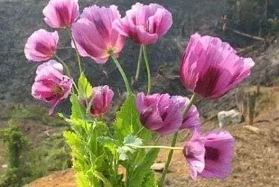 imagem jigsaw puzzle