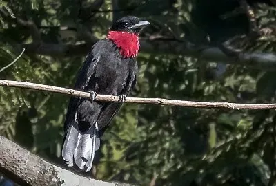 Corvo beccafrutta golaviola