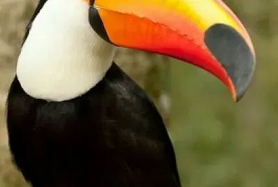 Tucano