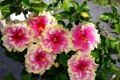 imagem jigsaw puzzle