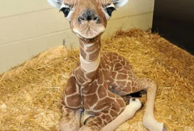 ×‘×¢×œ×™ ×—×•×œ×™×•×ª-×™×•× ×§×™×