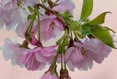 imagem jigsaw puzzle