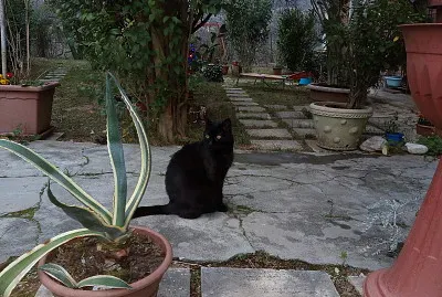 giardino con Topo Gigio