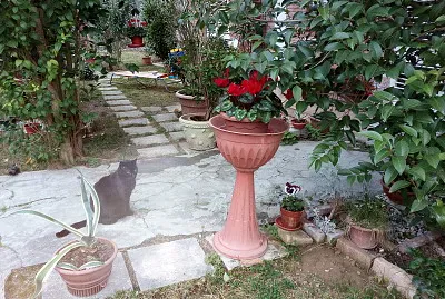 giardino