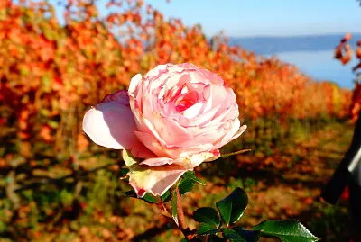 rose in a vineyard