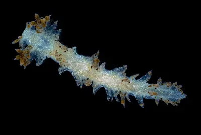 Lomanatus marmoratus