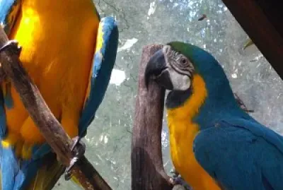 Araras no Parque das Aves