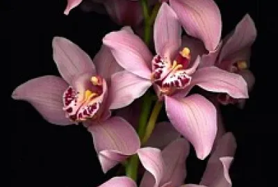 OrquÃ­dea