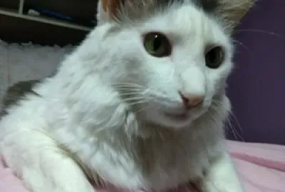 gato snowbell
