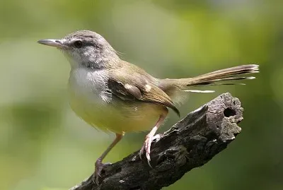 Prinia familiaris