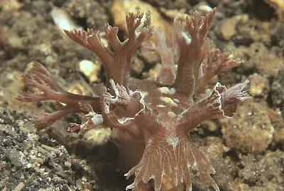 Marionia arborescens