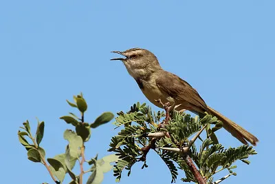 Prinia flavicans