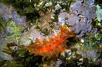 Marionia blainvillea