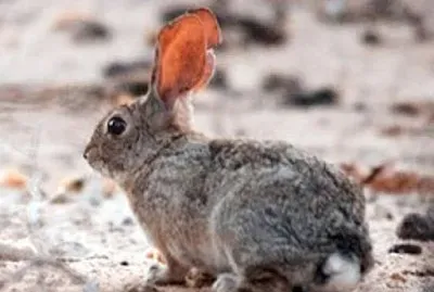 Sylvilagus mansuetus