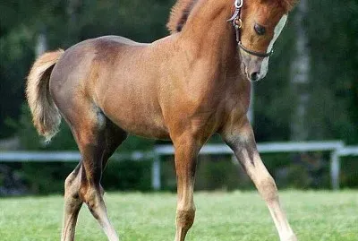 colt