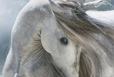 arabian jigsaw puzzle