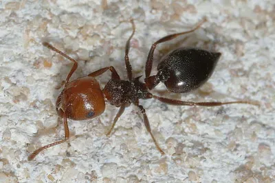 Crematogaster scutellaris