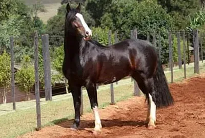 chulada