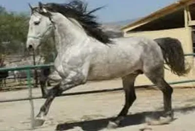 salpicado