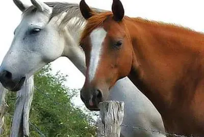 tremendo duo