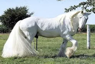 percheron albino