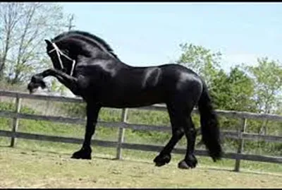 elegante frison