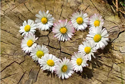 CorazÃ³n de margaritas