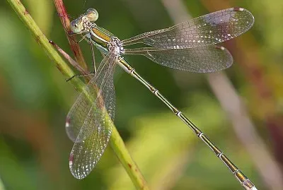 Lestes sbarbarus
