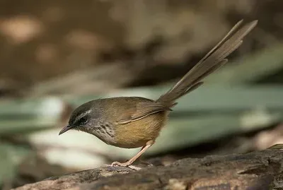 Prinia hill