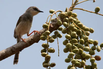 Prinia hodgsonii