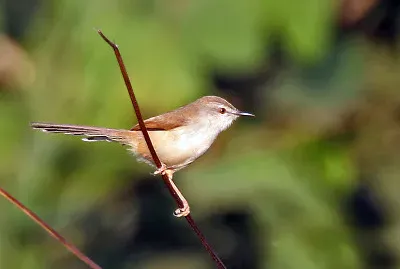 Prinia inornata
