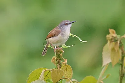 Prinia rufescens