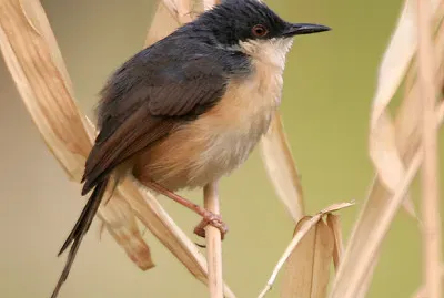 Prinia socialis