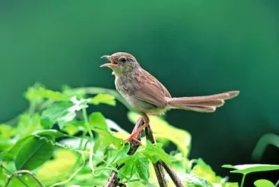 Prinia striata